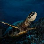 la-tortue