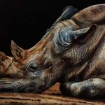 le-rhinoceros