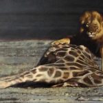 lion-et-girafe